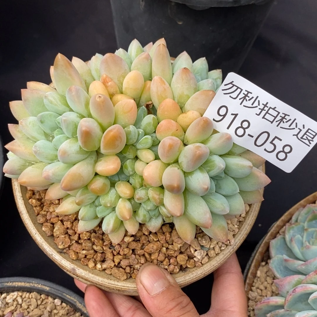 勿秒拍秒退 918-058奶糖