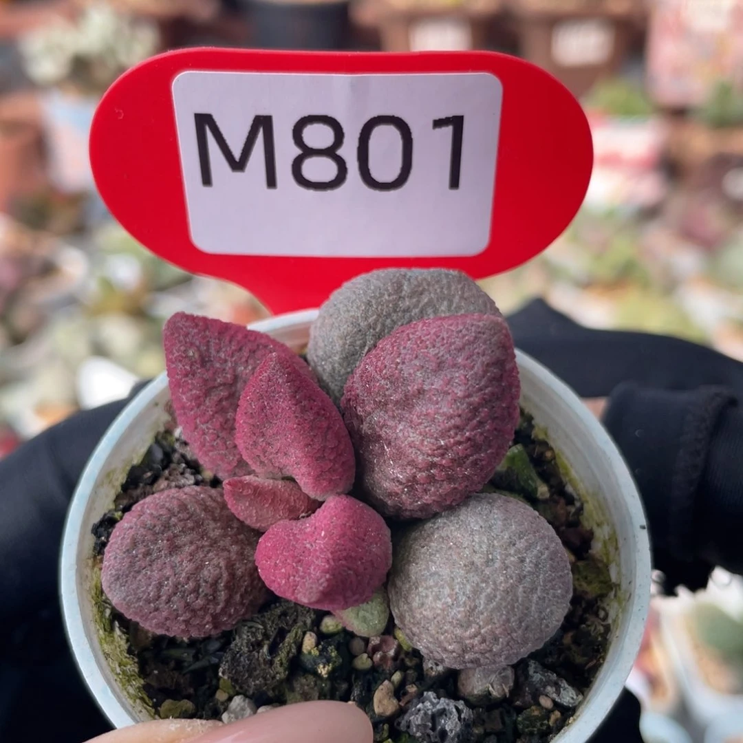 ?****?     糖果。  801。