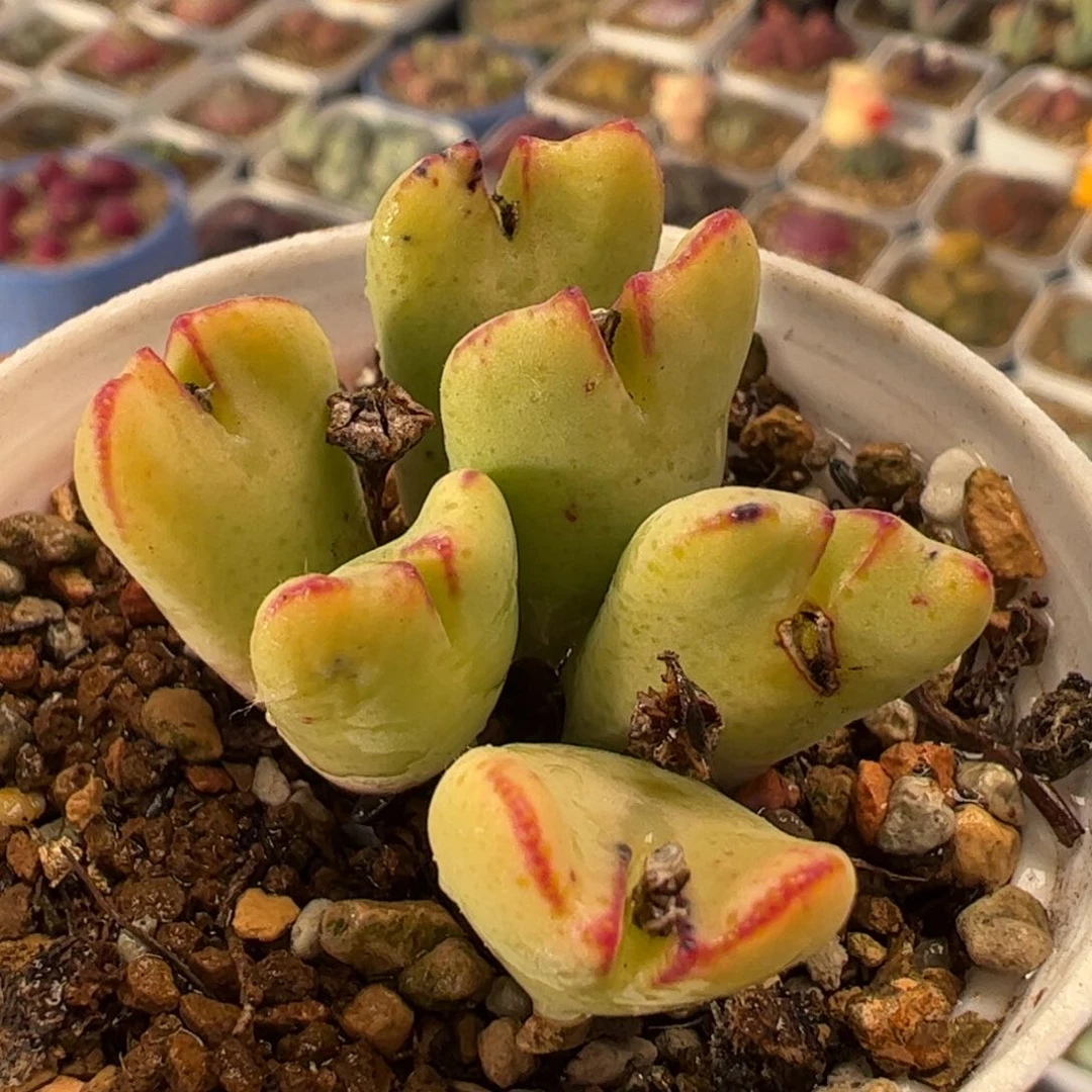 021多肉植物百科