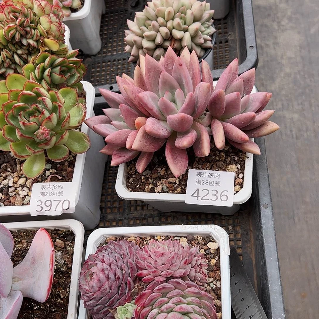 9号S*兔我们的确是4236