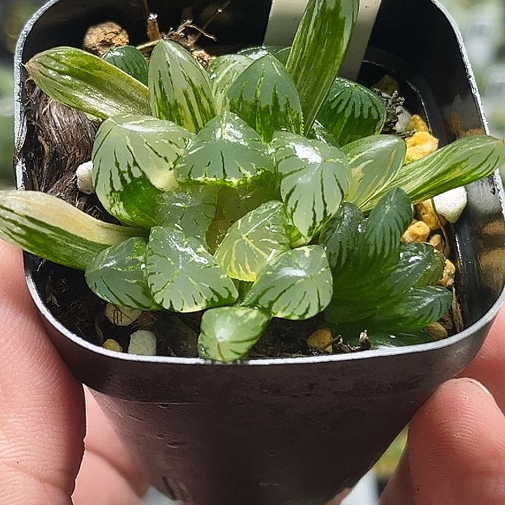 197多头老川玉露锦