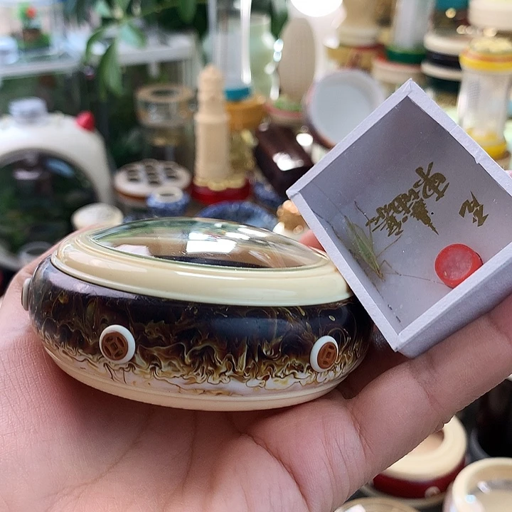 带柬埔寨竹蛉啊啊啊啊啊