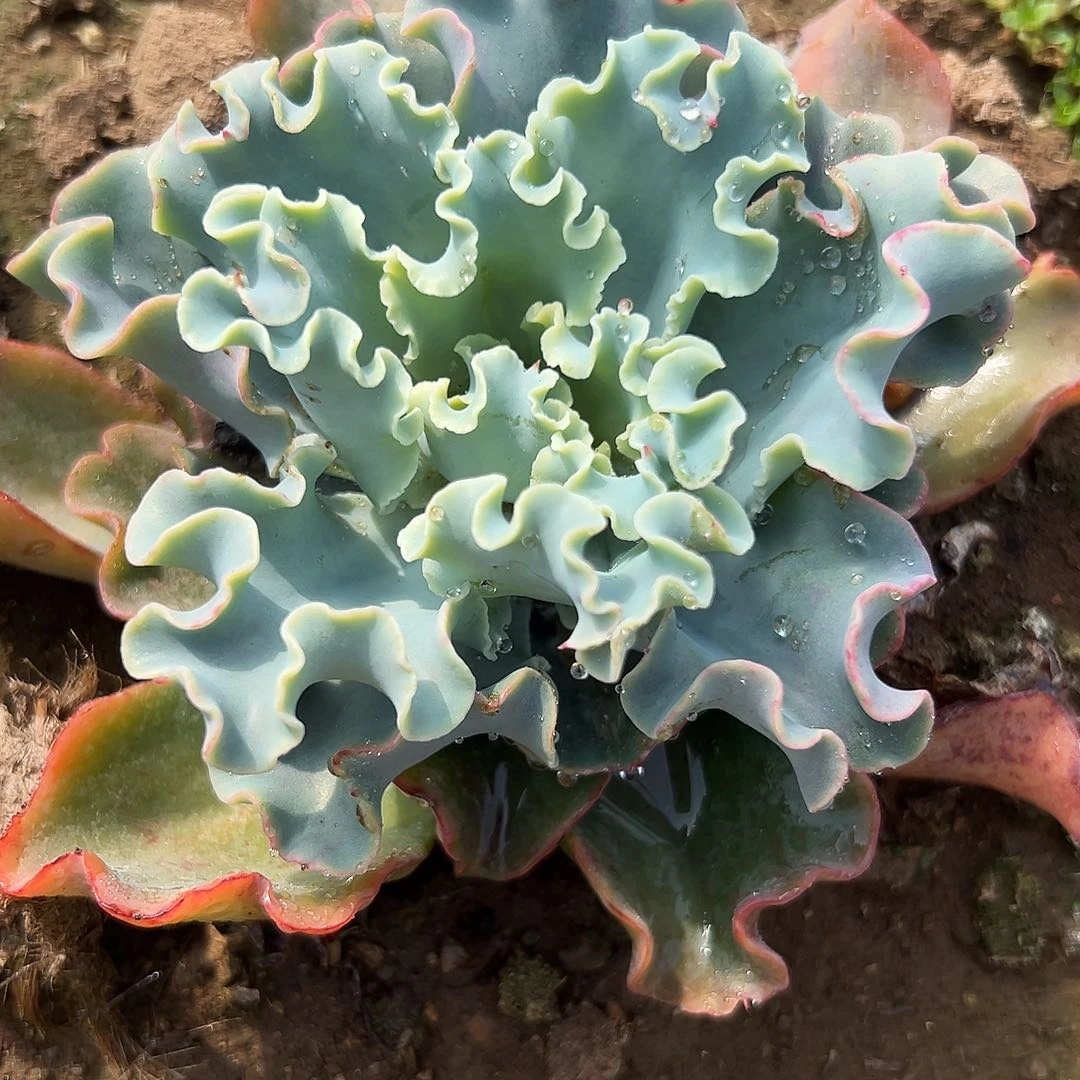 多肉植物水瓶座包菜