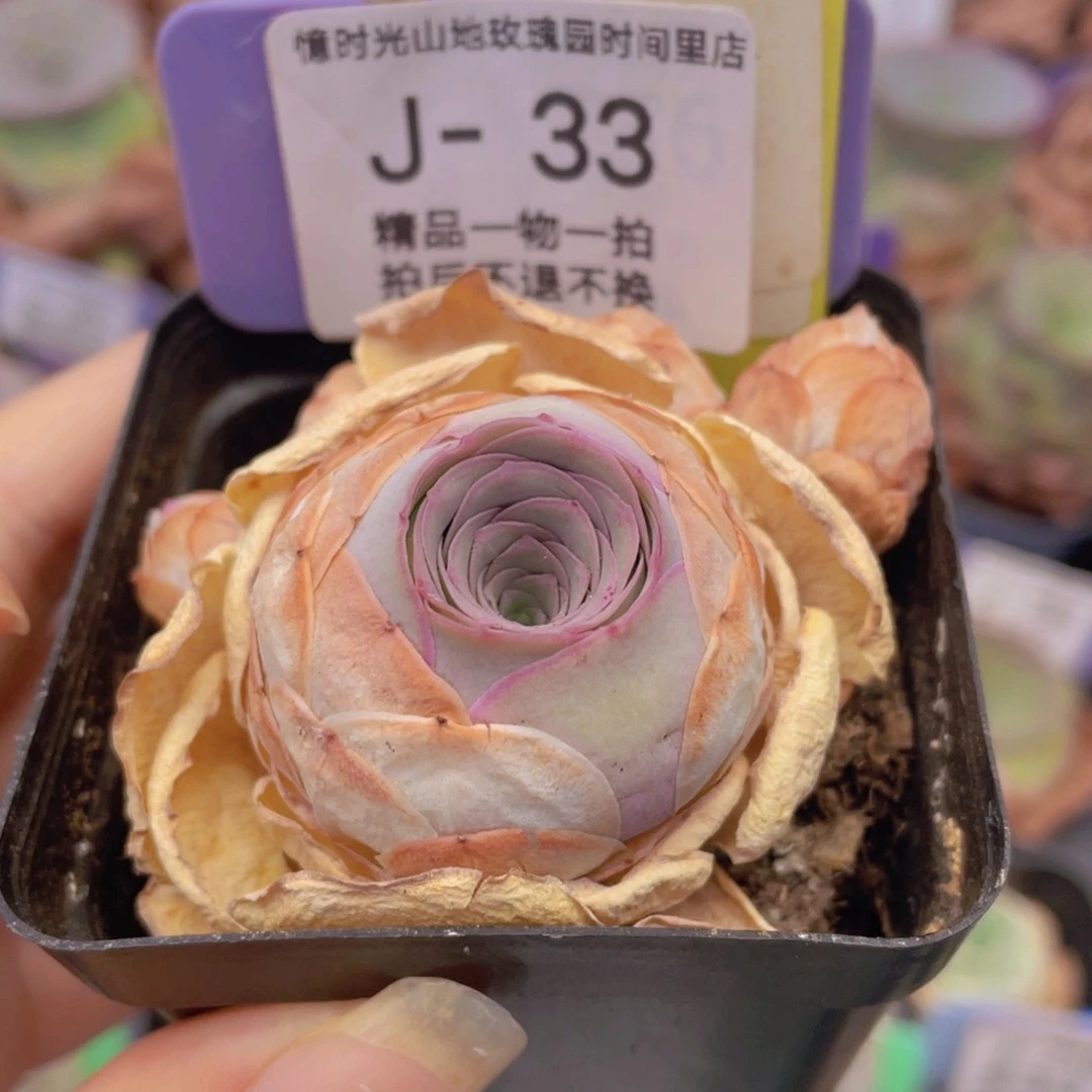 山地玫瑰奚颜J33