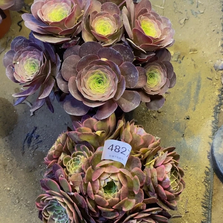 两盆多肉断头不包4827
