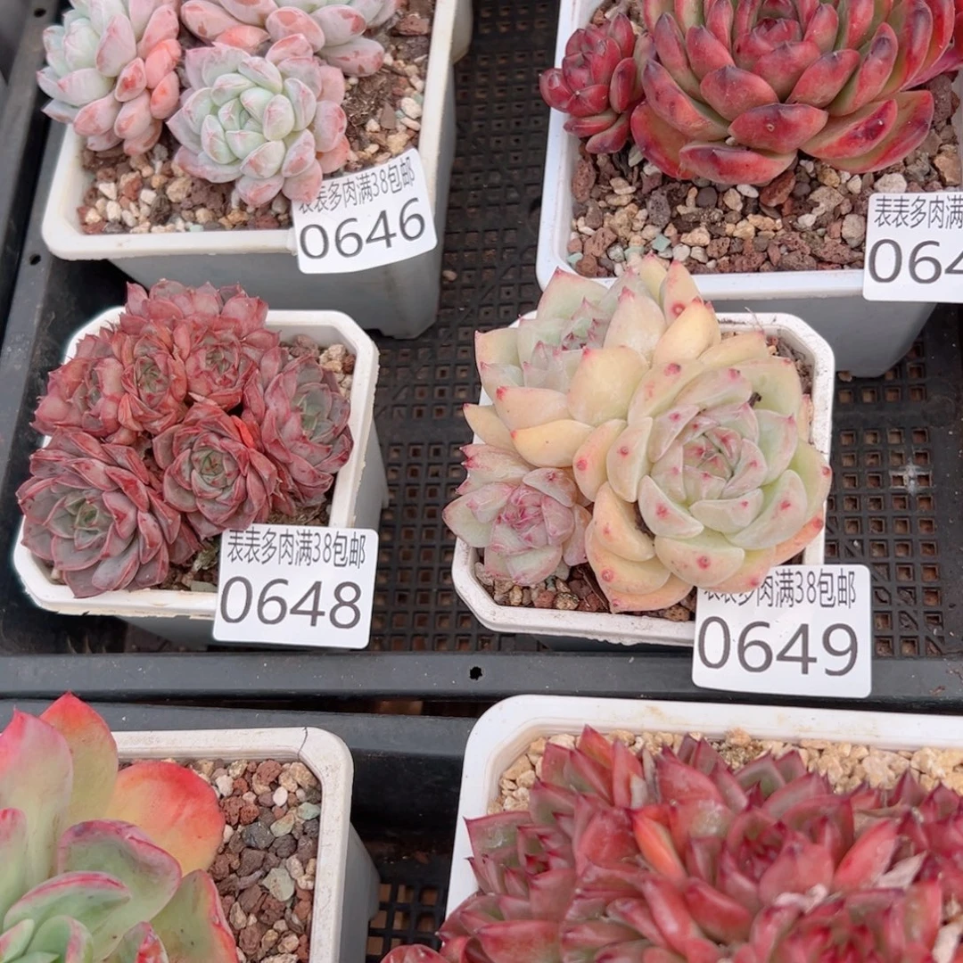 爱***笨无花朵多肉一物一拍植物0649