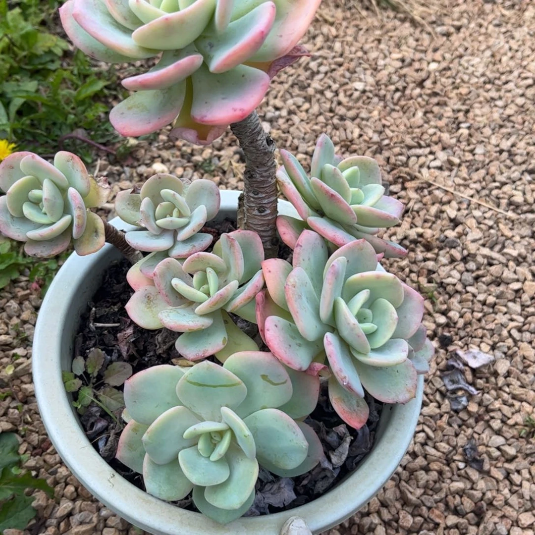 新疆西藏内蒙不发货，白月光