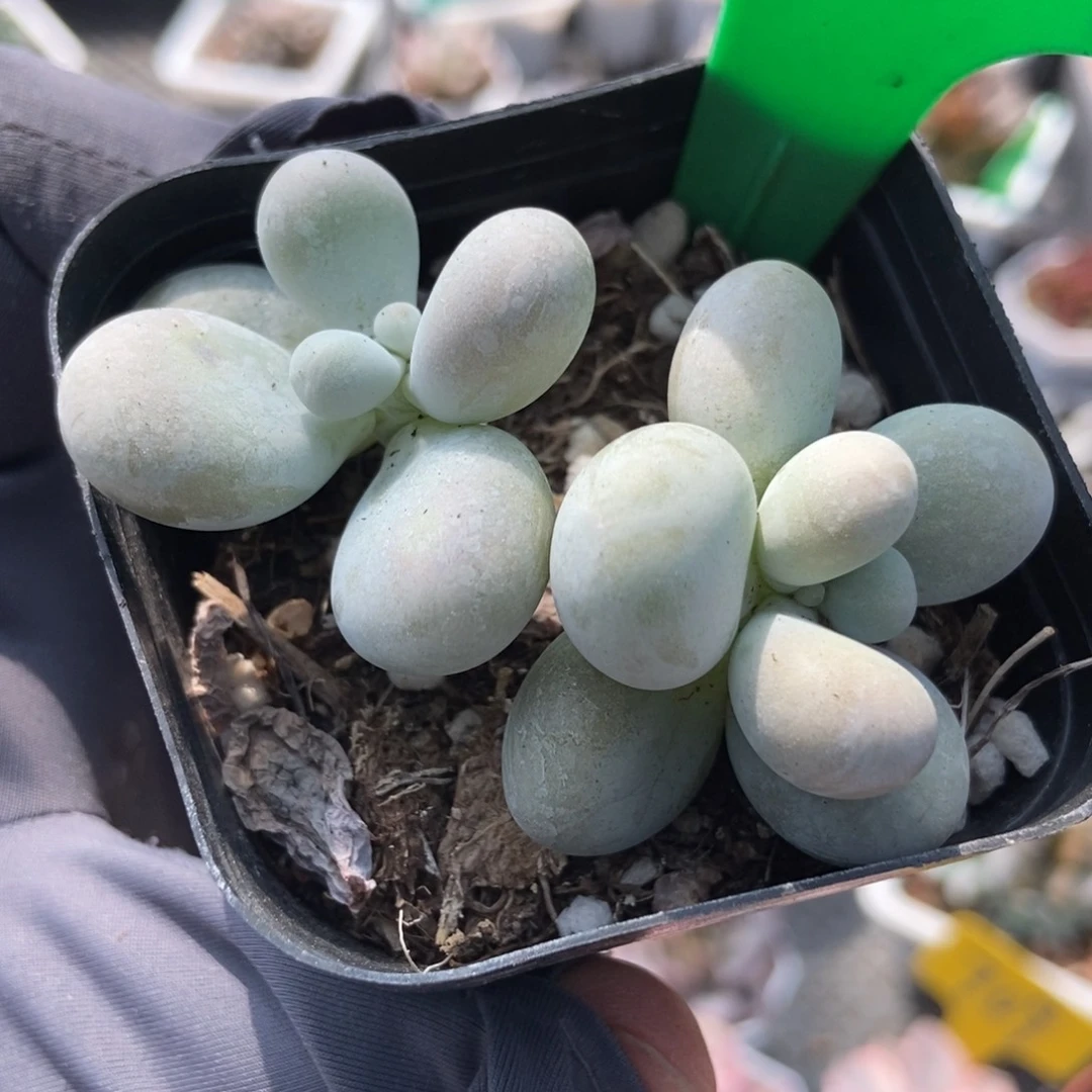 1039蛋黄奶多肉植物