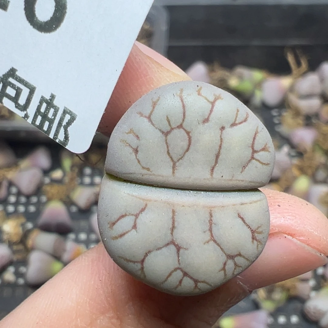【闪购商品】426。