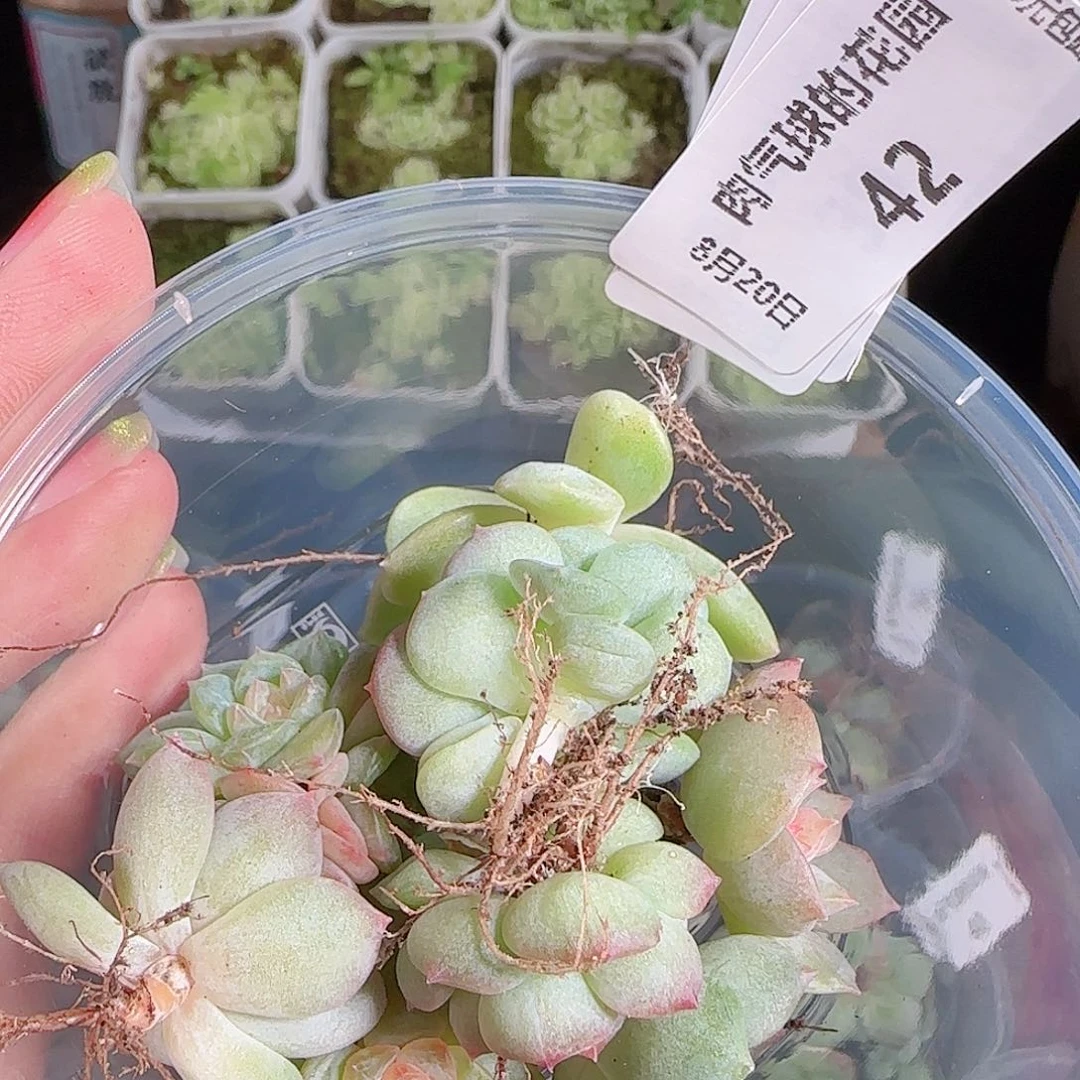 笼***月0820---42糖心珍妮