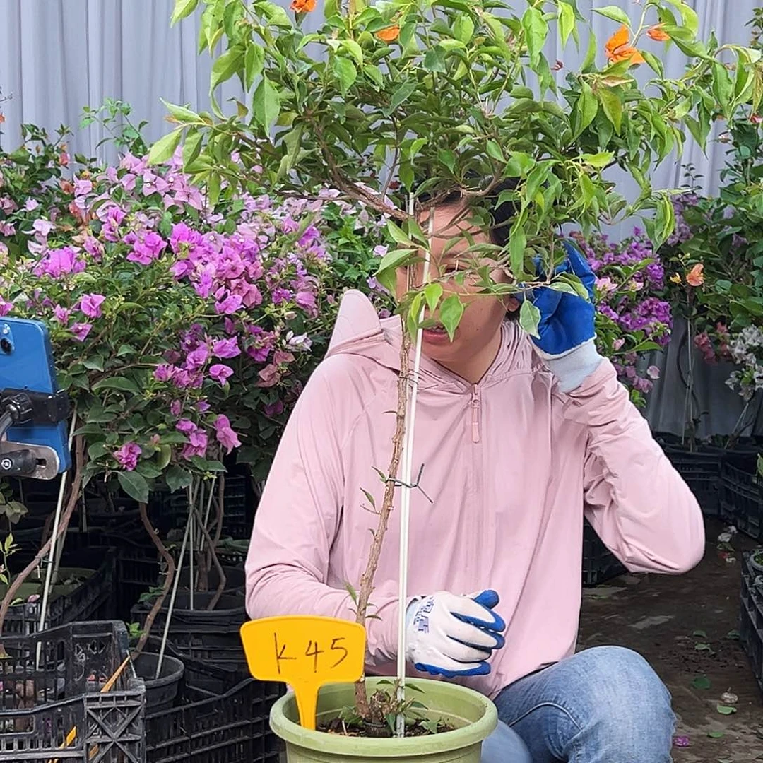 藩***篱大部分花苞少量开放K45橙桑巴