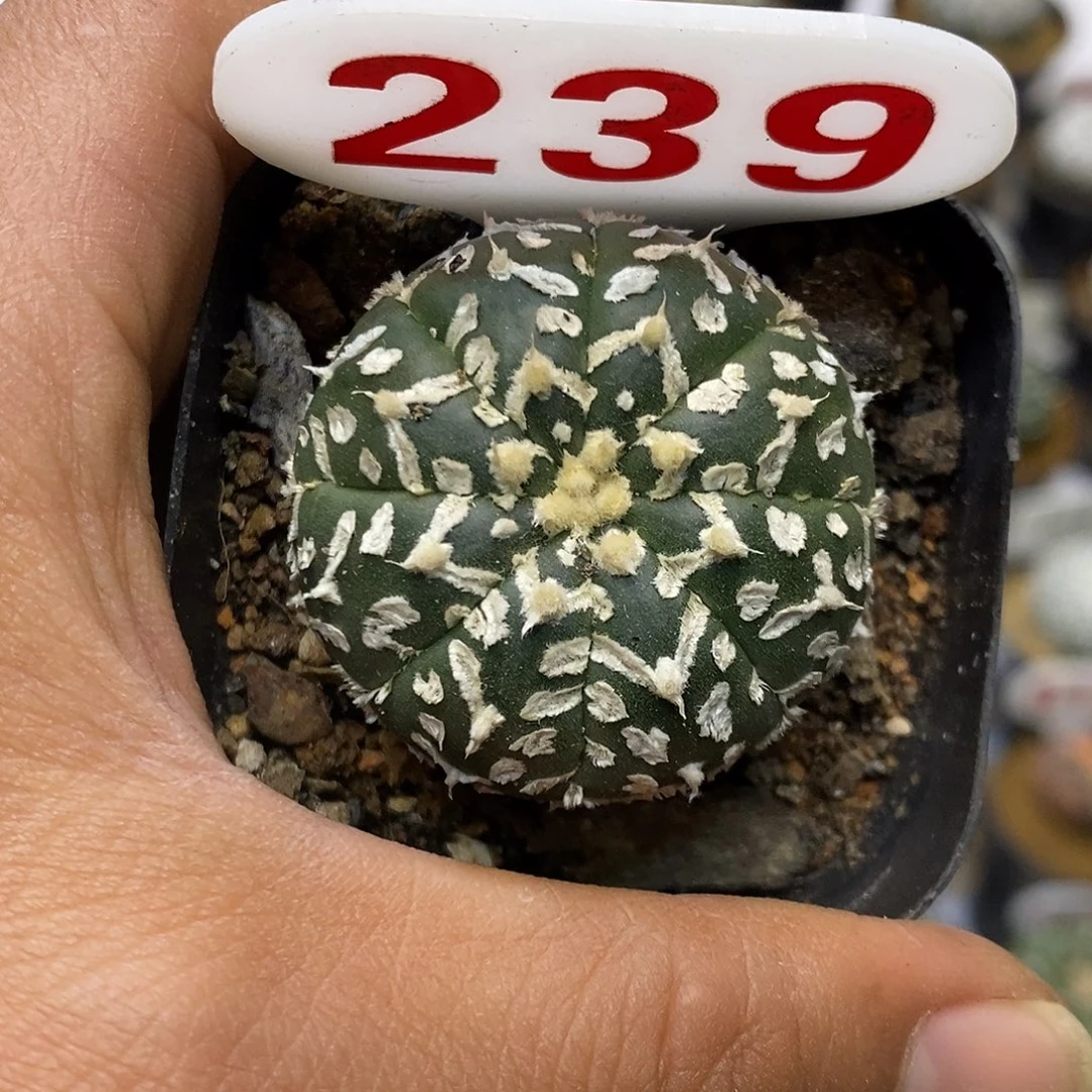 239福利特价来了哦吼吼