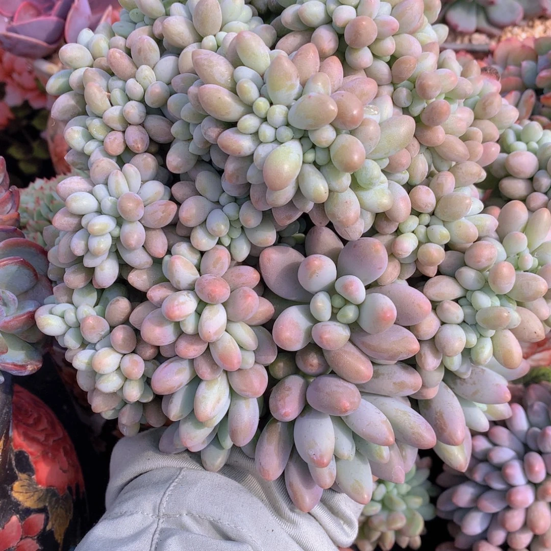 精品多肉植物的种植