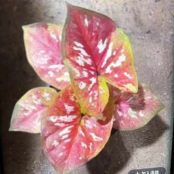 134-0609镀金石泰国发货