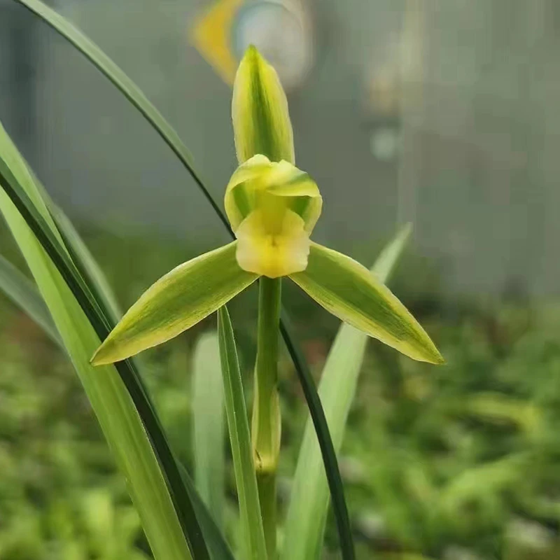 赵鹏推荐--春兰素花