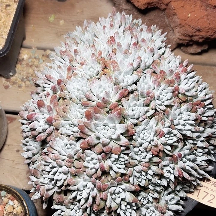 小鹿多肉福利多多172