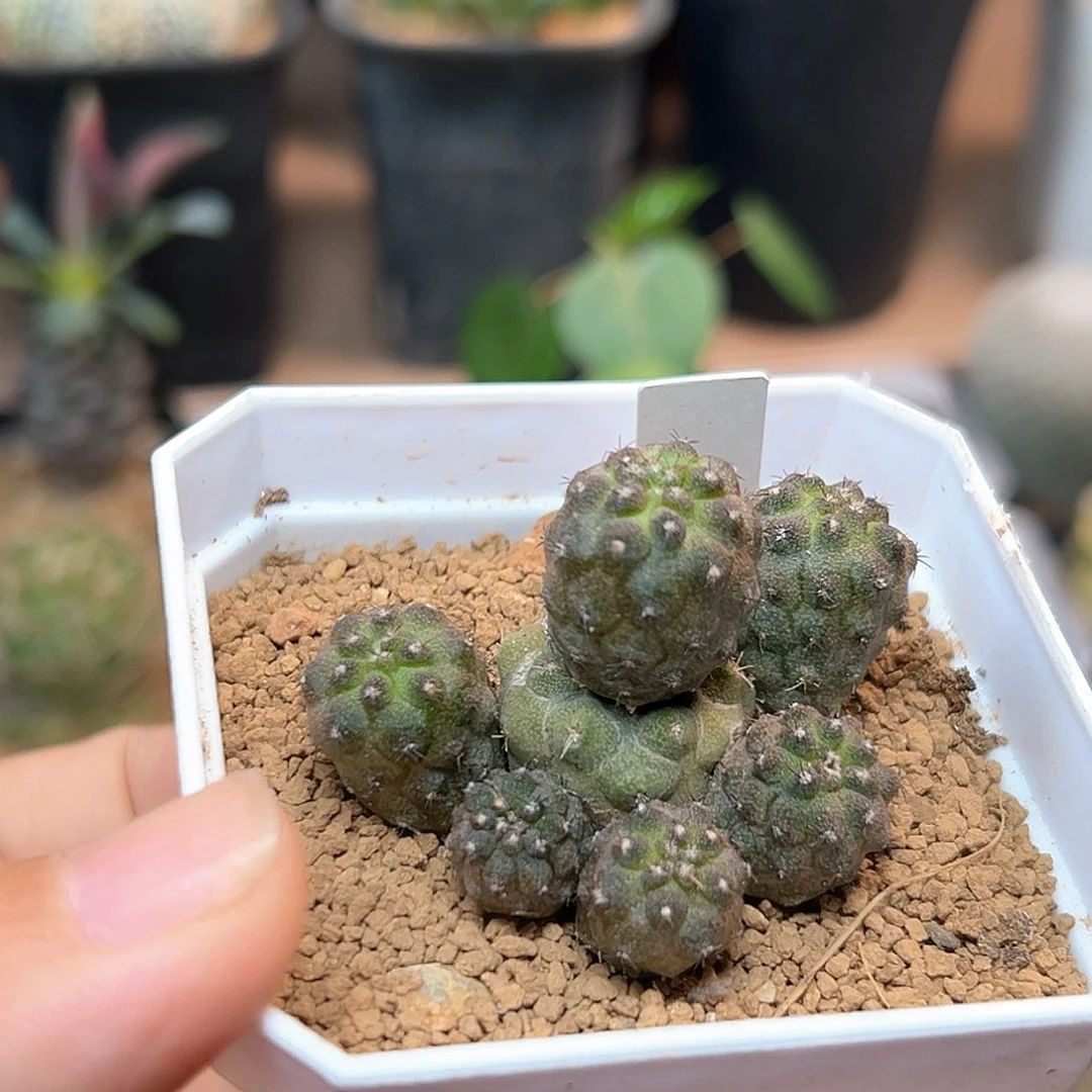 无花朵尤仙人群一颗