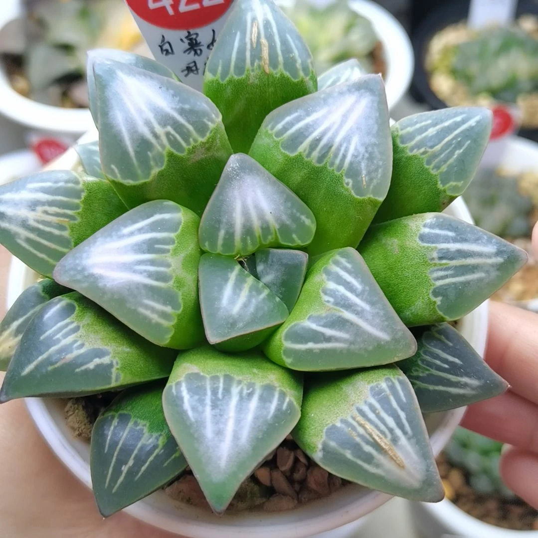 422号非组白寡妇母本一物一拍带盆土发货