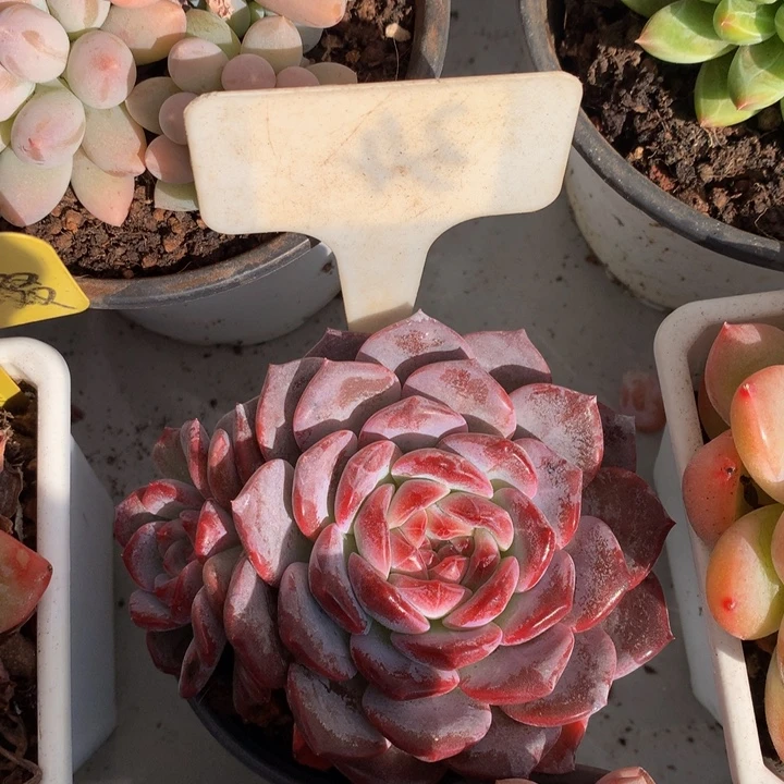 冰魄多日子合集727272727