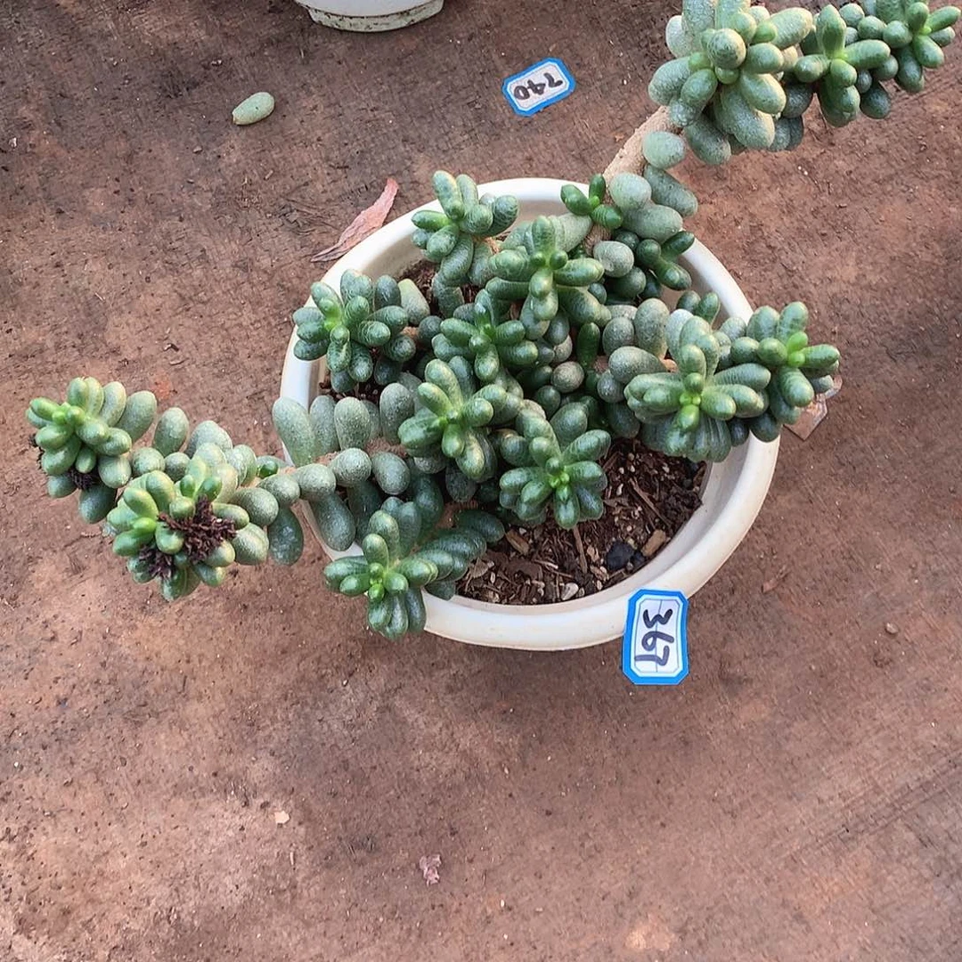 367绿龟 一物一拍多肉