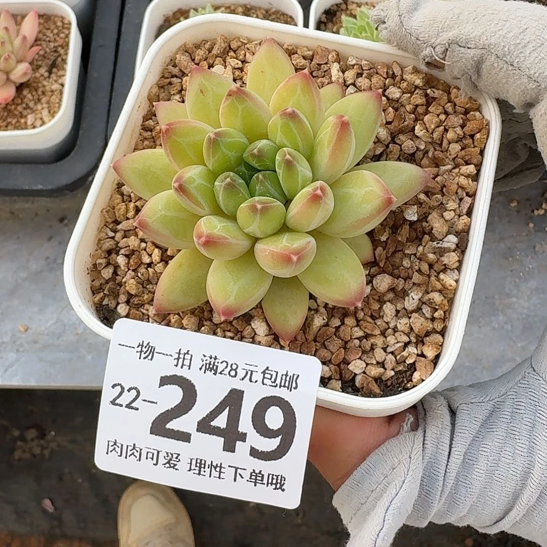 胖体青花瓷无盆土发货