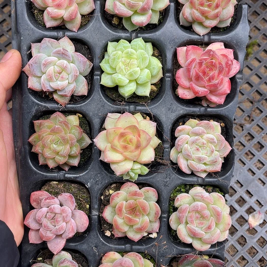 多肉一物一拍4-182