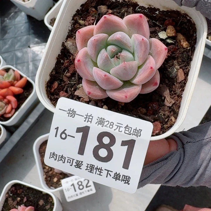 如梦令多肉无盆土发货多