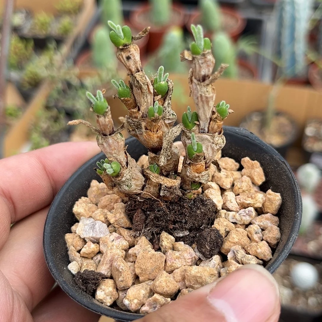 碧光环群生老兔子发货