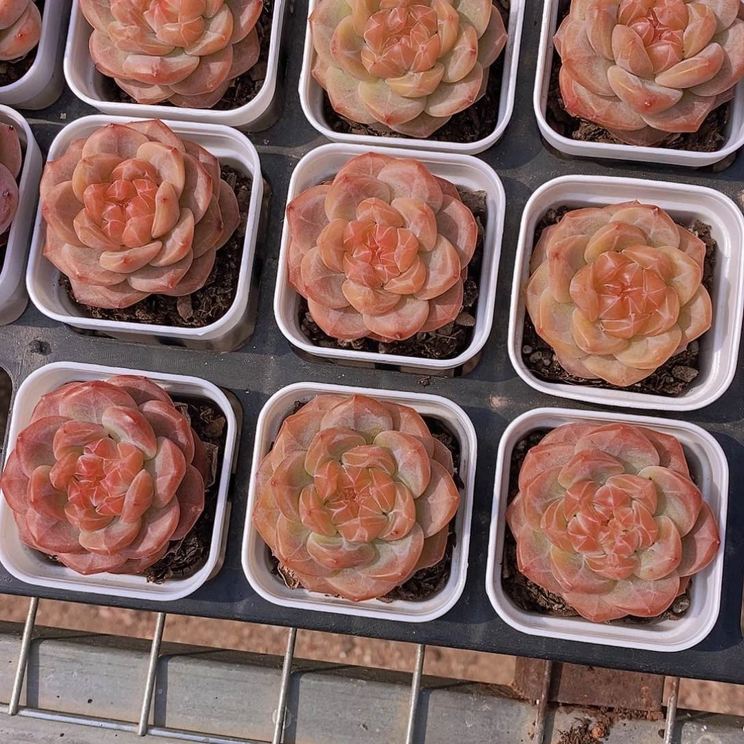 0530- 透心 琥珀珍妮单头一颗 量拍