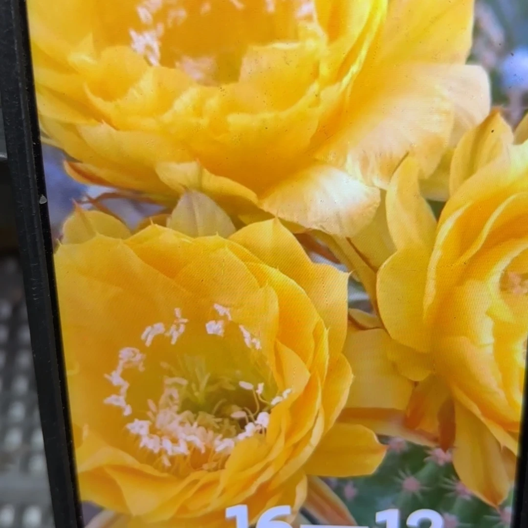 16-12彩瑕疵彩侧牙20包邮仙人球13