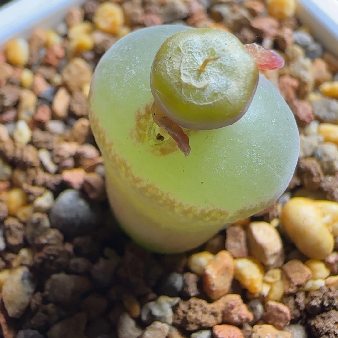 多肉植物纽扣粉女母本52号