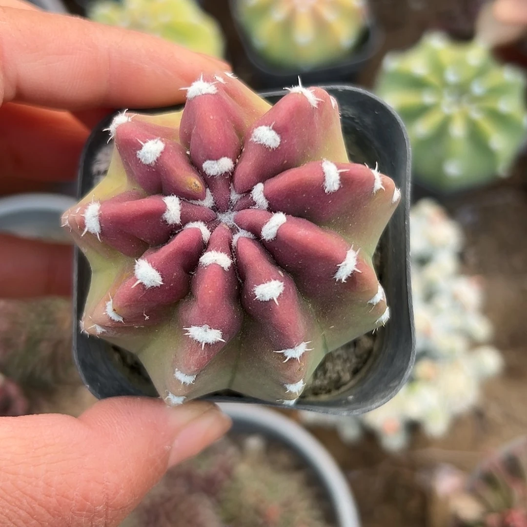 多肉植物多肉植物