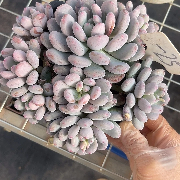 两单包邮，一物一拍，25香香雪