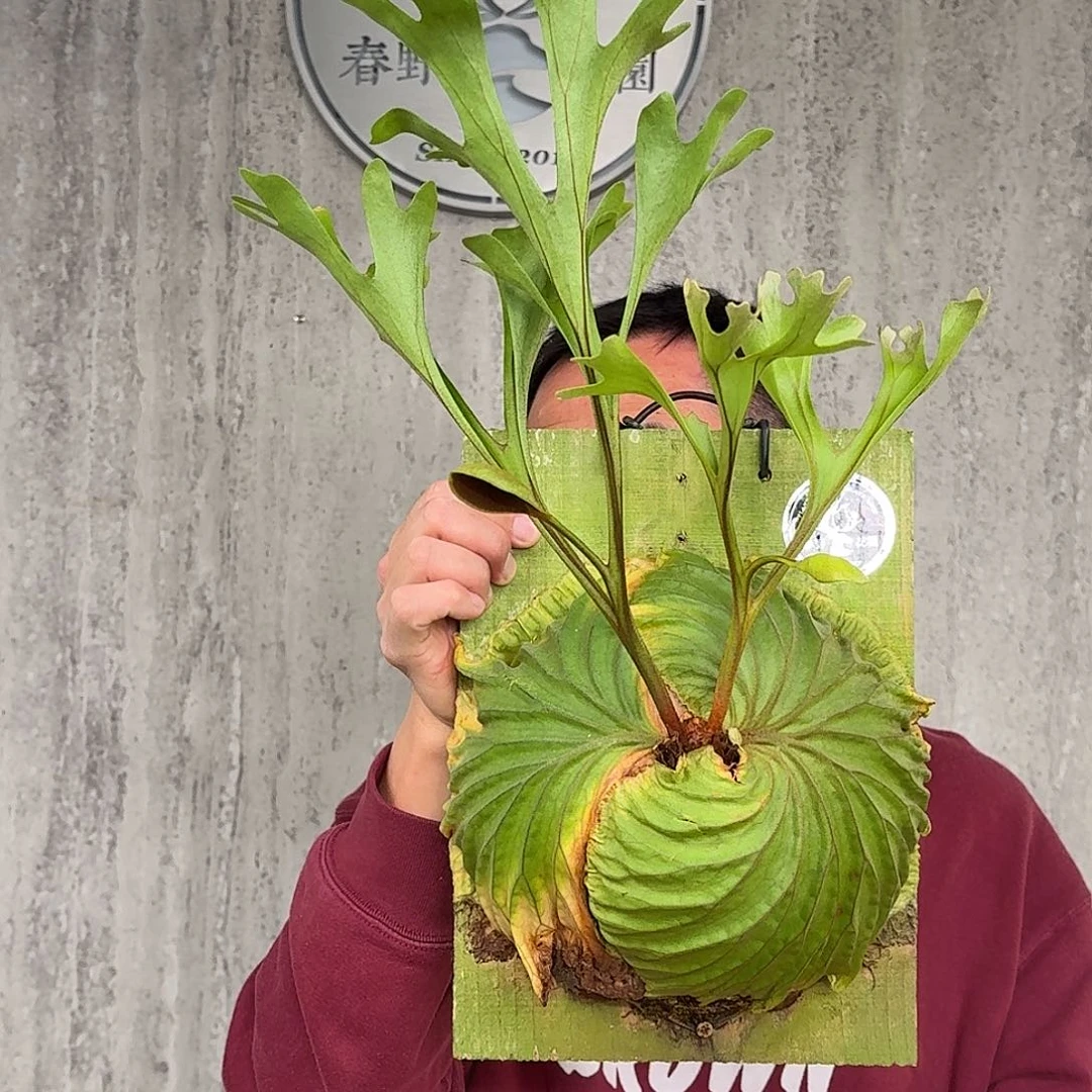 完全开放亚猴鹿角蕨春野花园