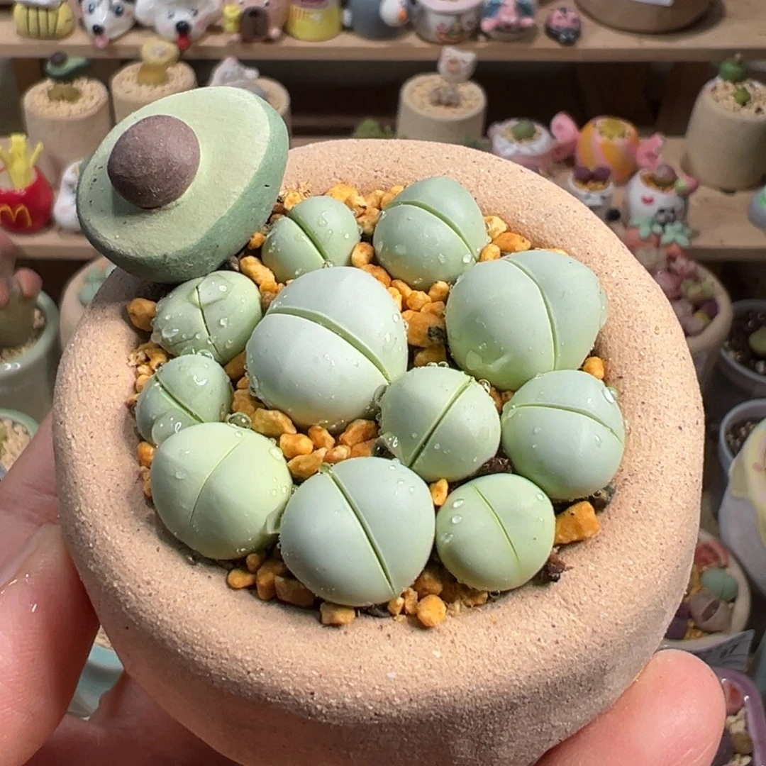 多肉植物123号元宝