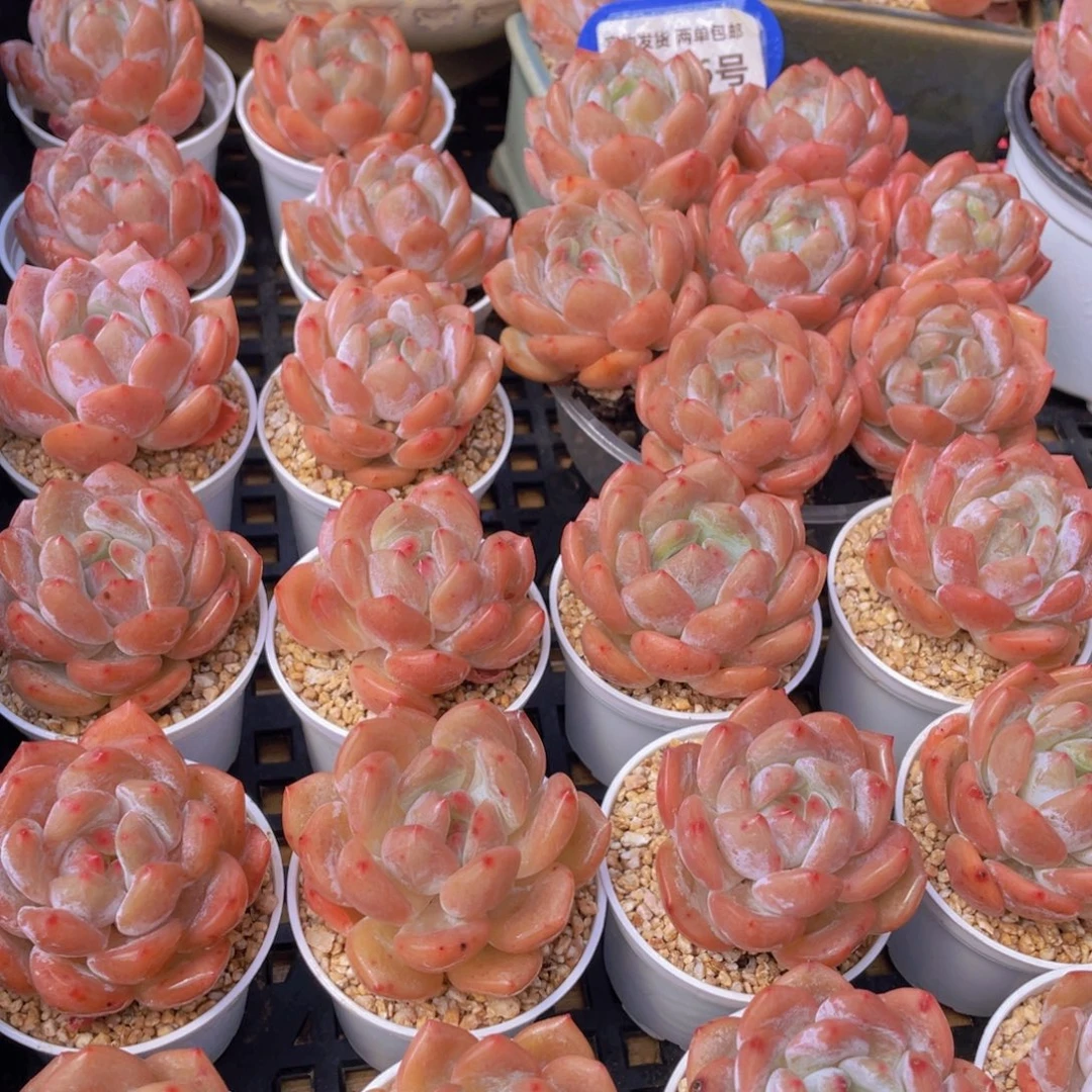 量拍66号 果冻韩版仙女橙单头5个