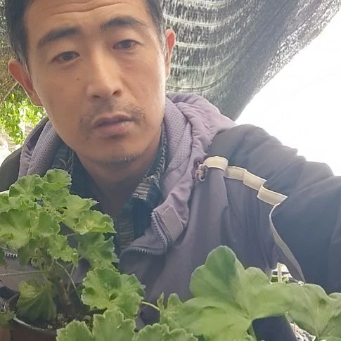 无花朵玛雅，月光女神，摩洛哥，佳人，火凤凰，暮光之城