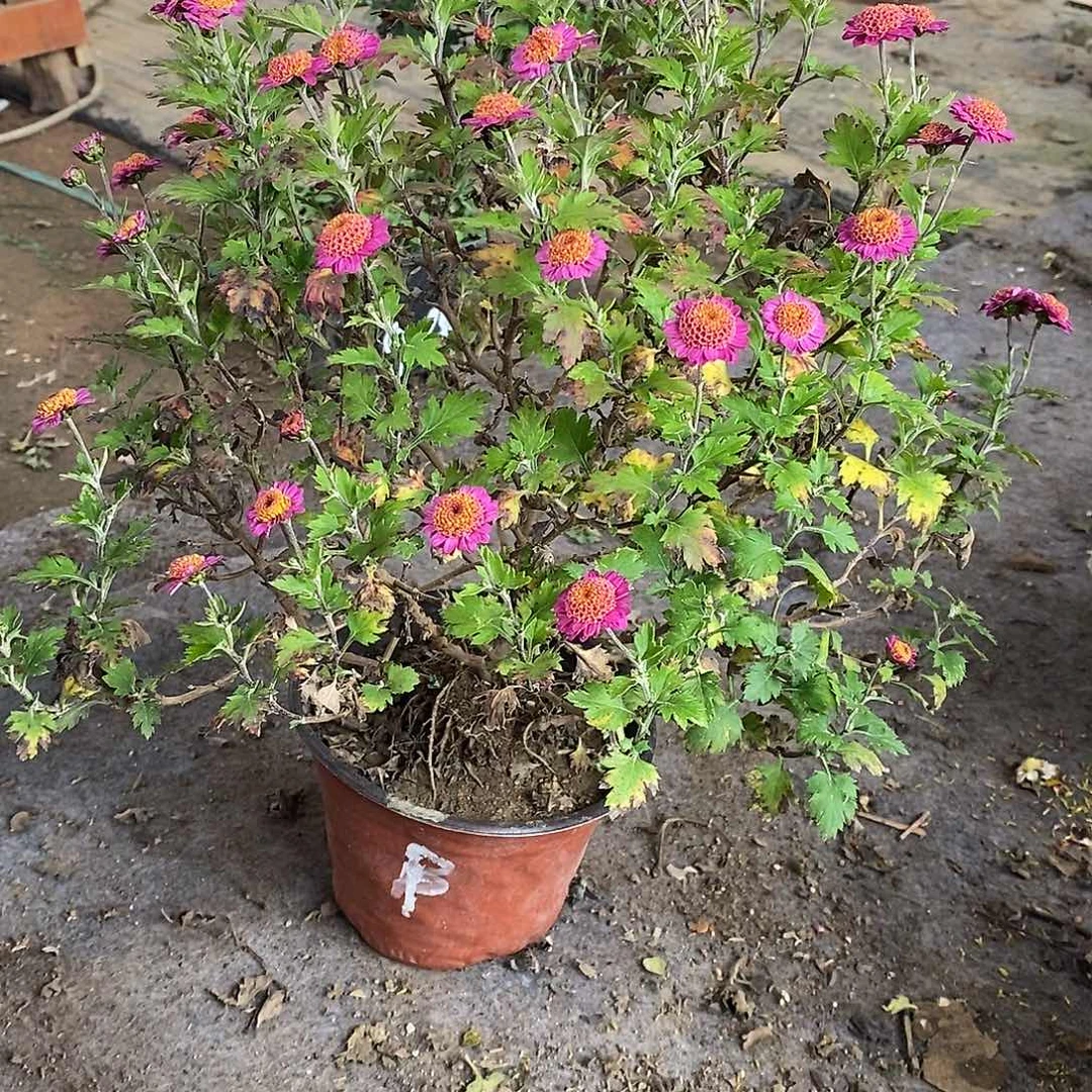 幸***样完全开放菊花盆景菊花