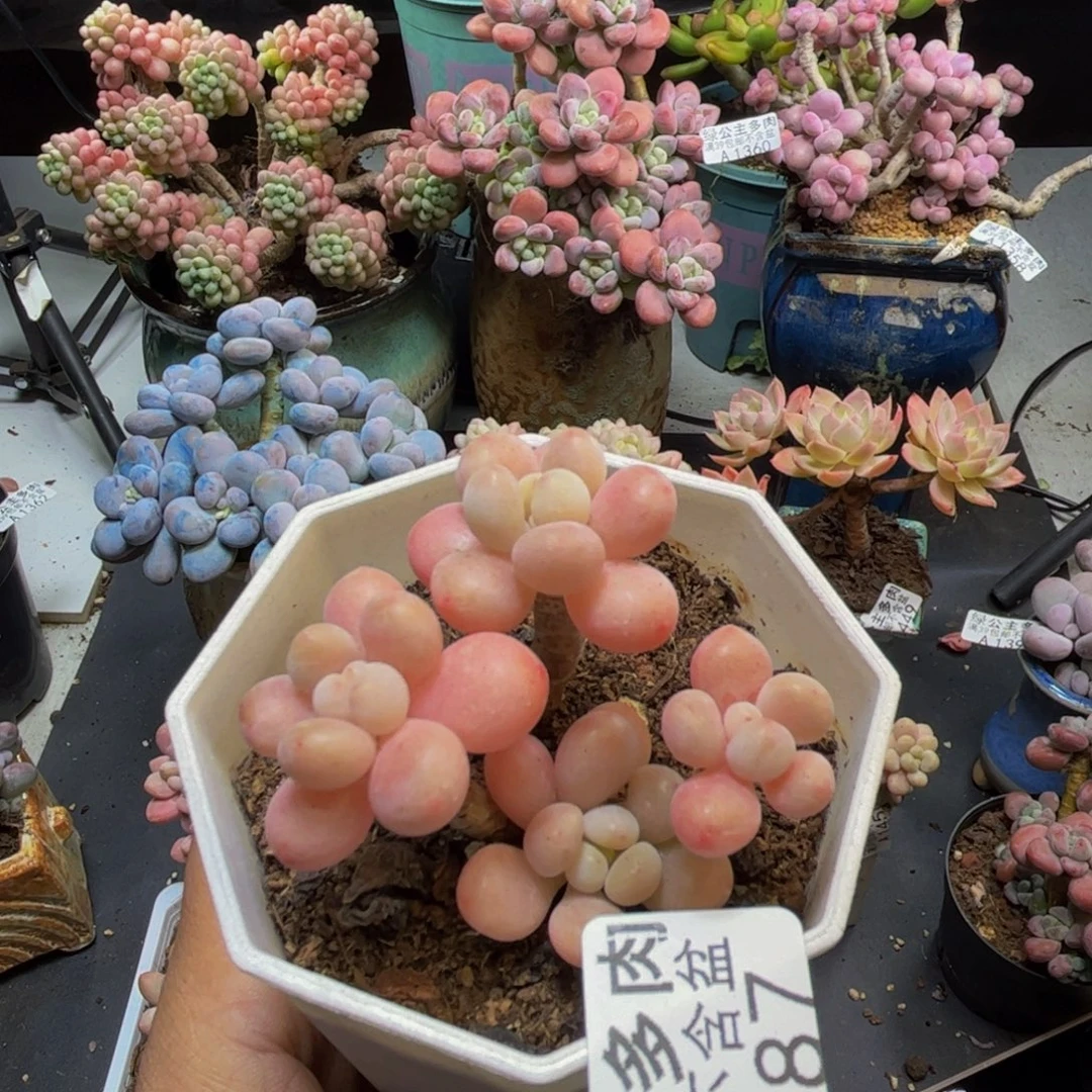 冰淇淋鱼子酱1487/5cm