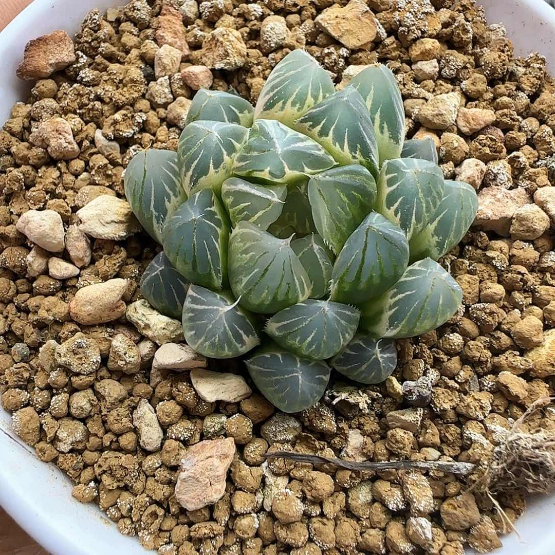 219号霓虹灯糊斑一物一拍带盆土