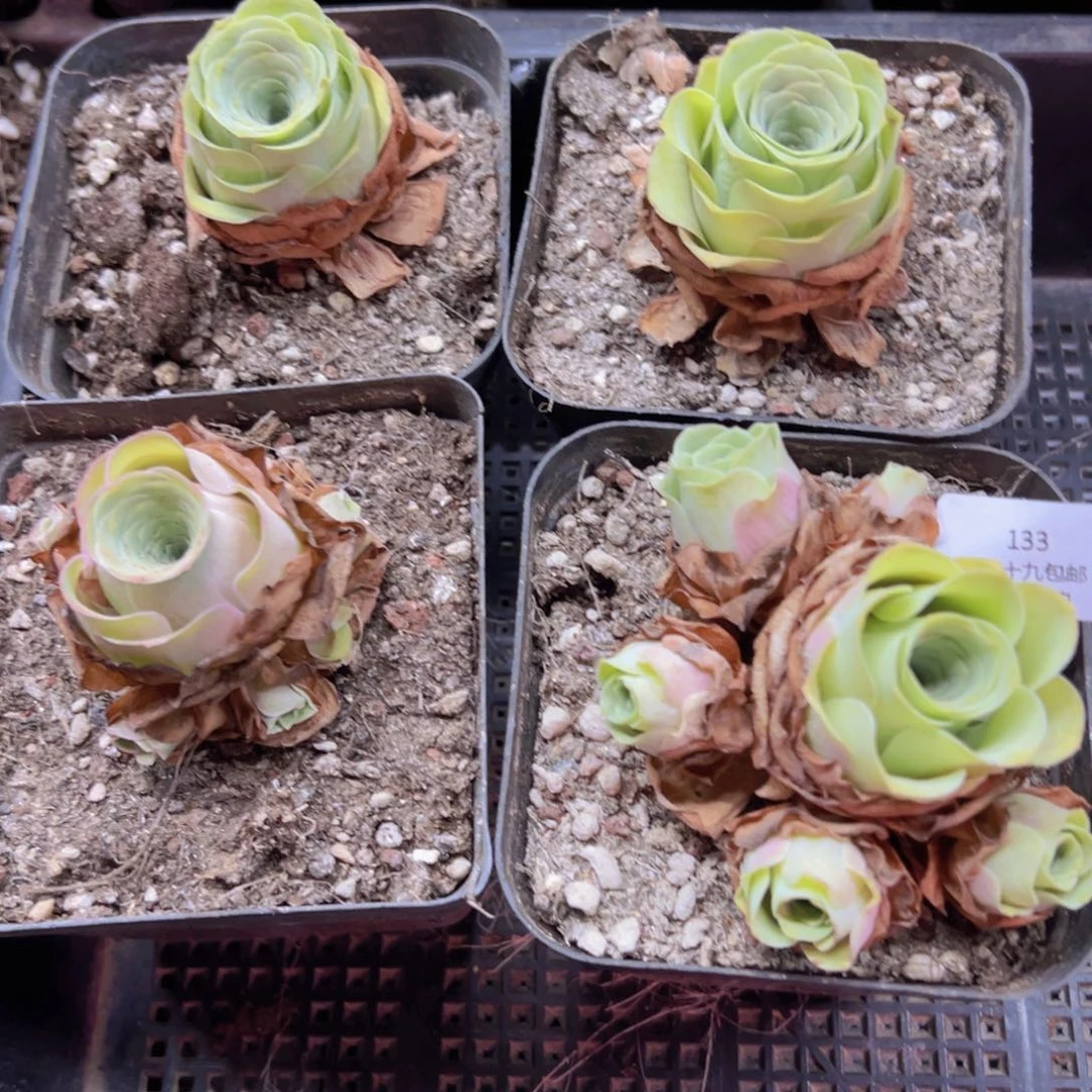 133 侧牙掉啦不包损无售后