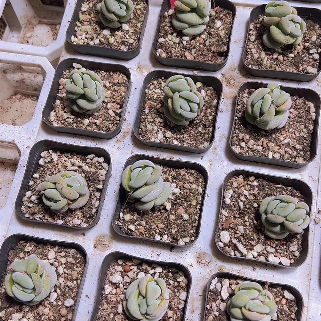 托尼拓土发货19包邮