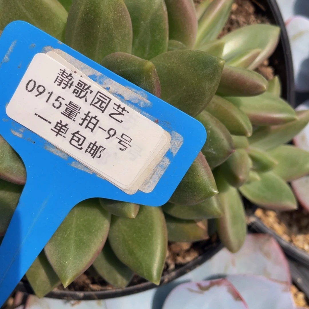 0915-9-迷雾泡泡大群生一颗