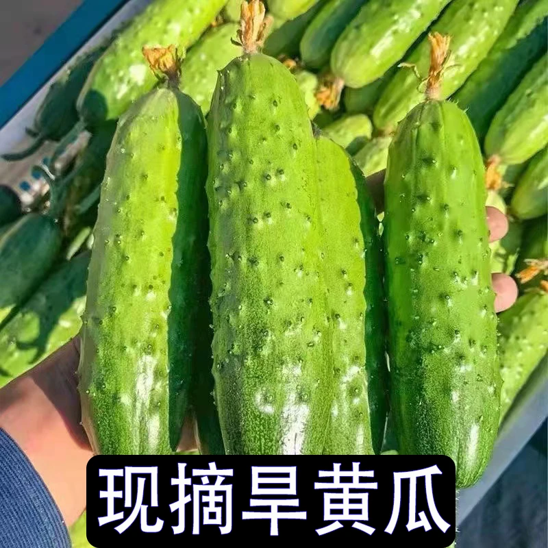 山东新鲜现摘旱黄瓜大刺黄瓜清甜脆嫩多汁产地自种水果蔬菜