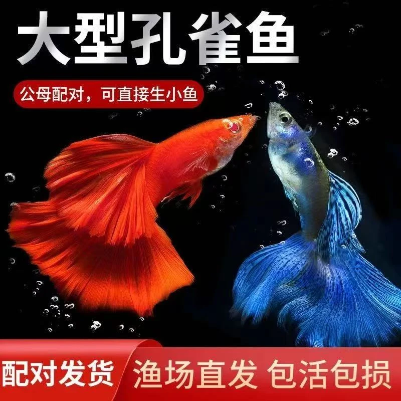 精品孔雀鱼全家福随机7款