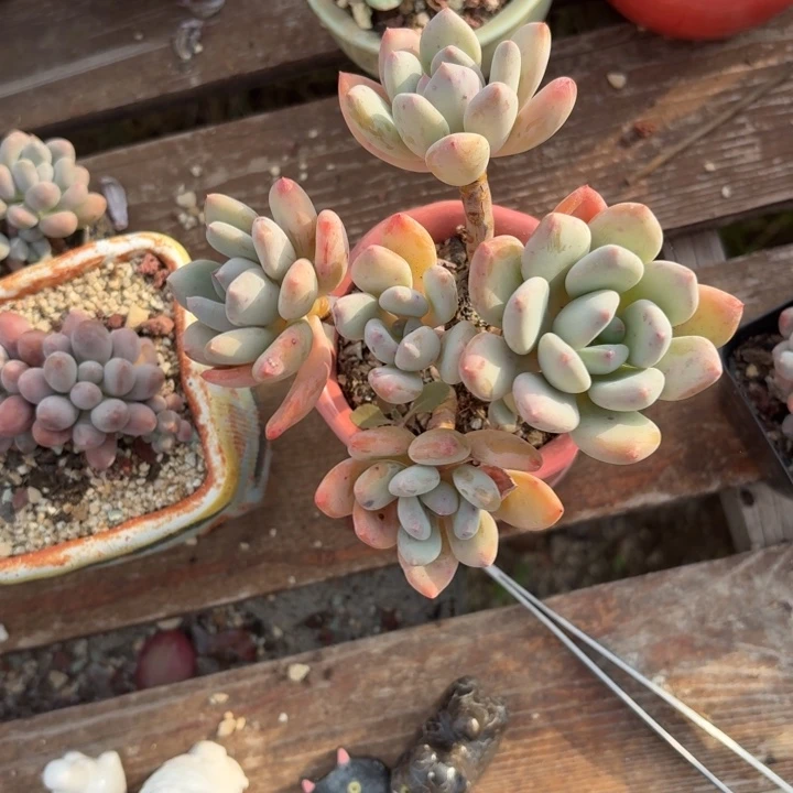 多肉植物珍舞奶酪