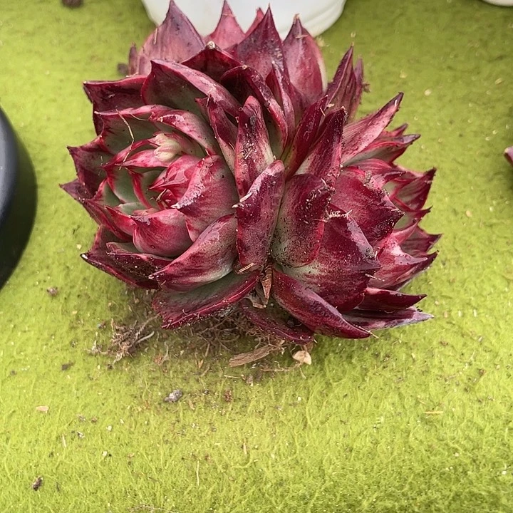 惊鸿仙子多肉植物226