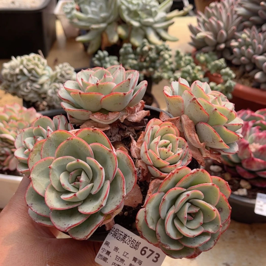 【闪购商品】673奶油黄桃多肉