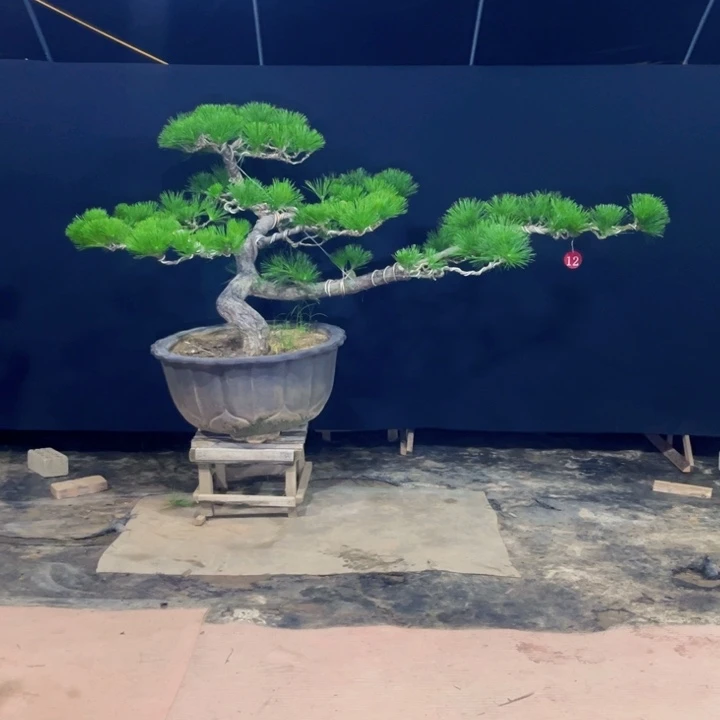 保***律无花朵黑松盆景庭院盆景