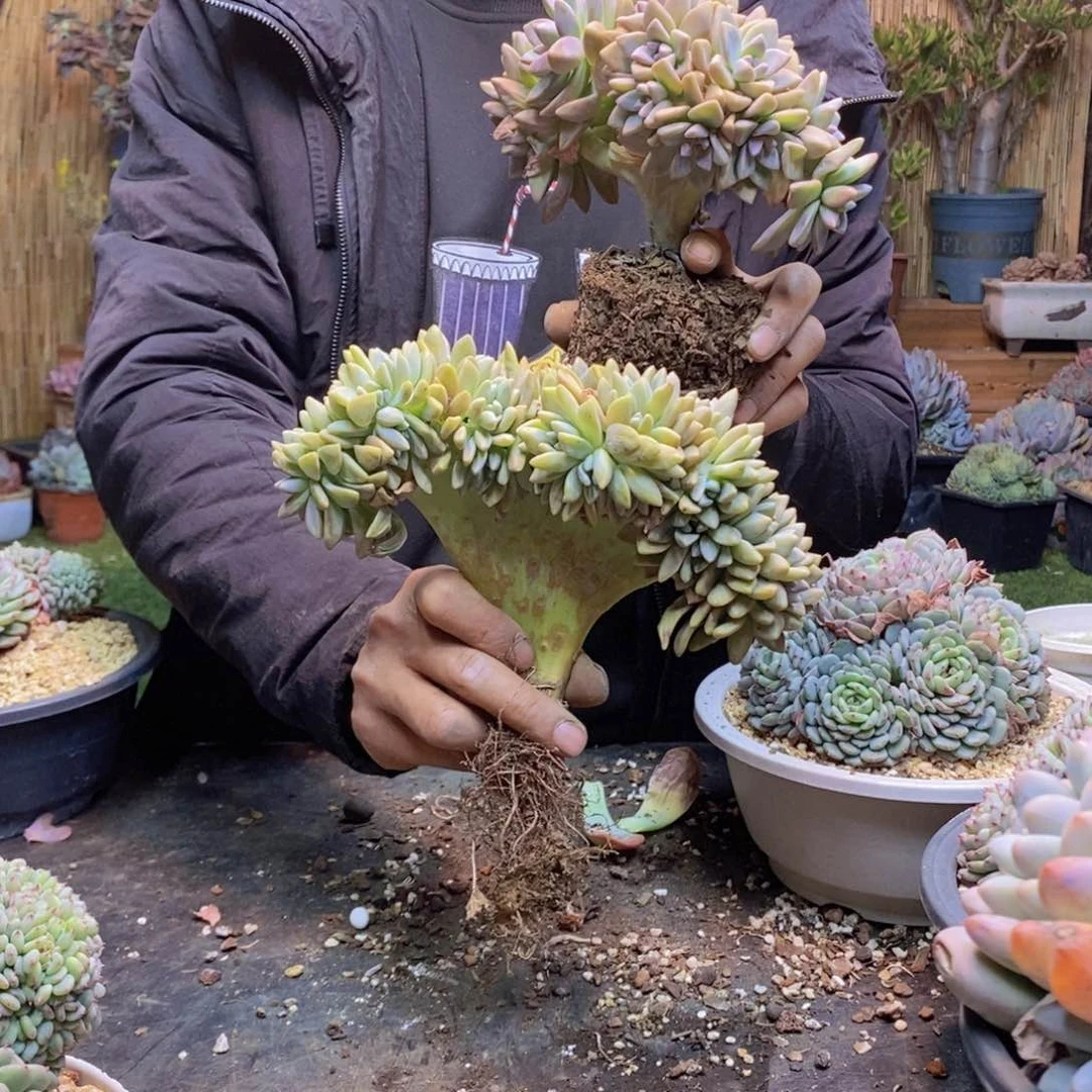 呼*吸80号淡雪缀两颗